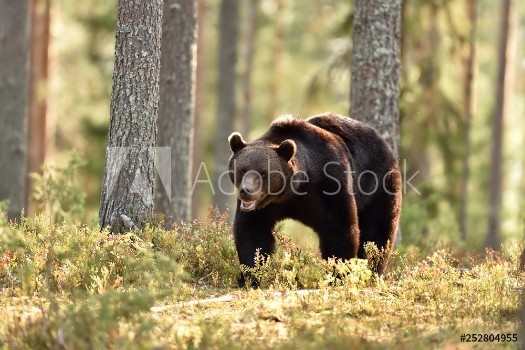 Picture of Brown bear in the summer forest natural habitat